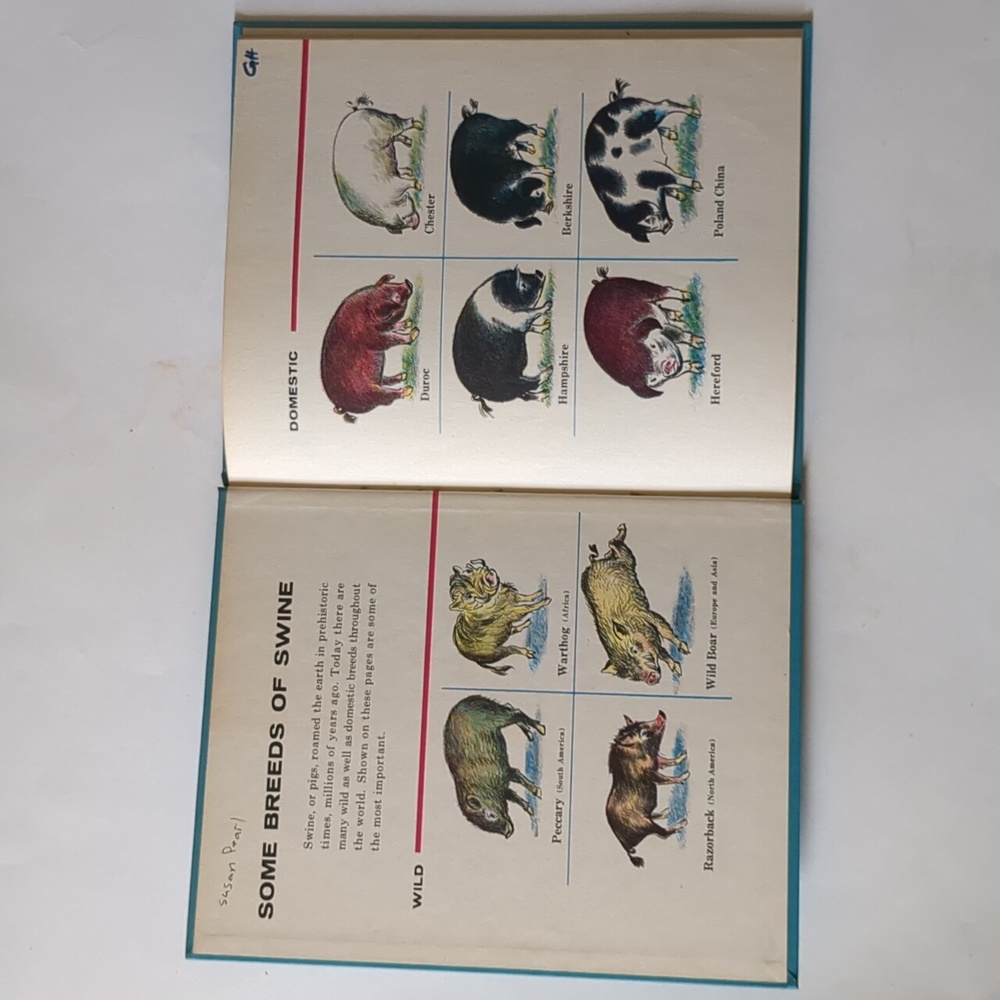 A Pig for Tom - 1963 children's book - Picture 6 of 14